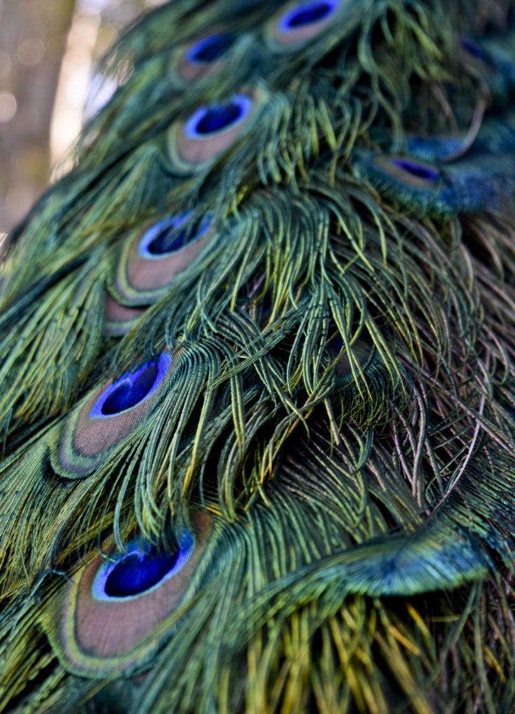artwork of peacock feathers